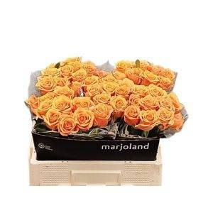 Роза од. Нови! 55, шт.