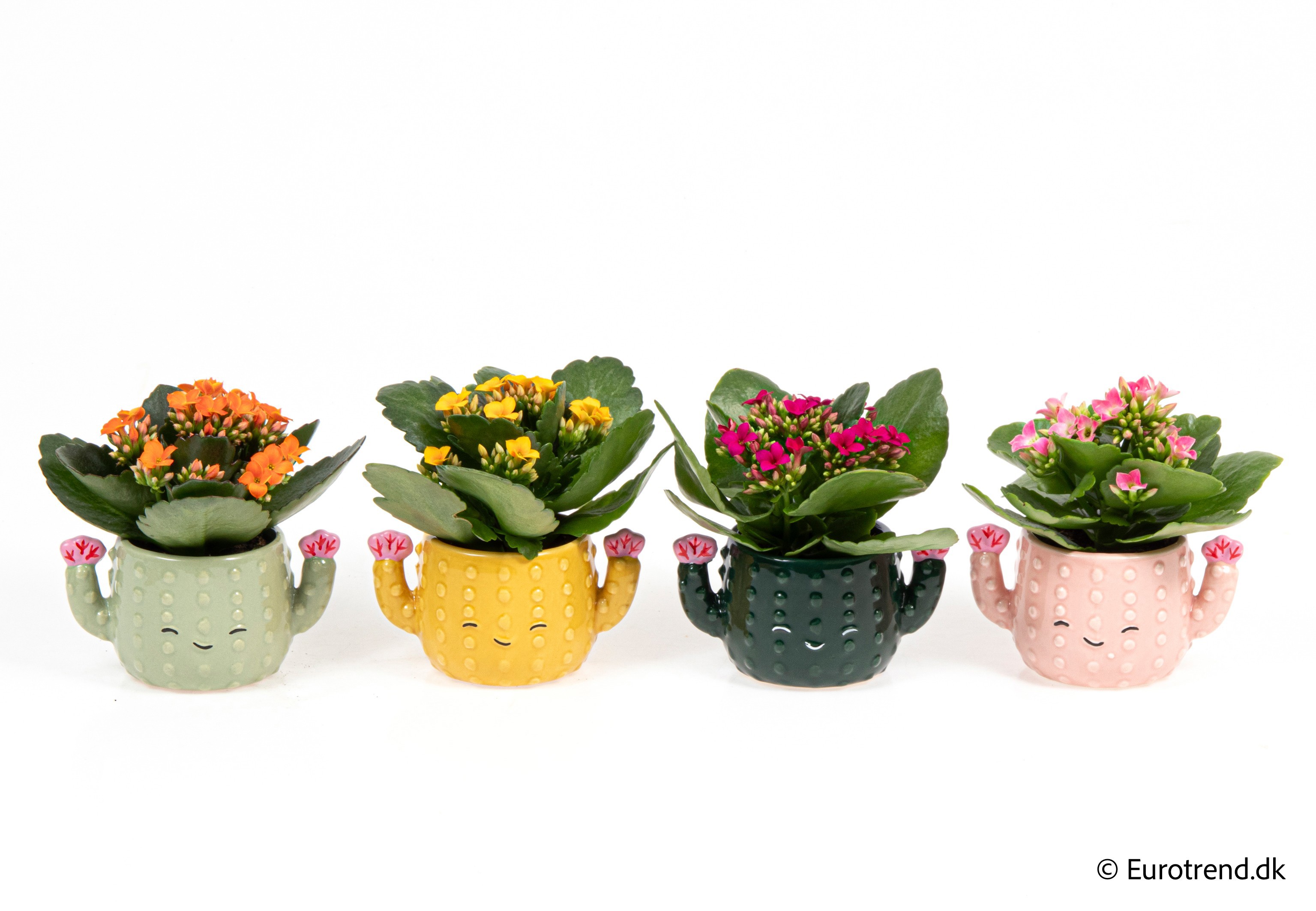 Kalanchoe in New Look ceramic 2026, D 6