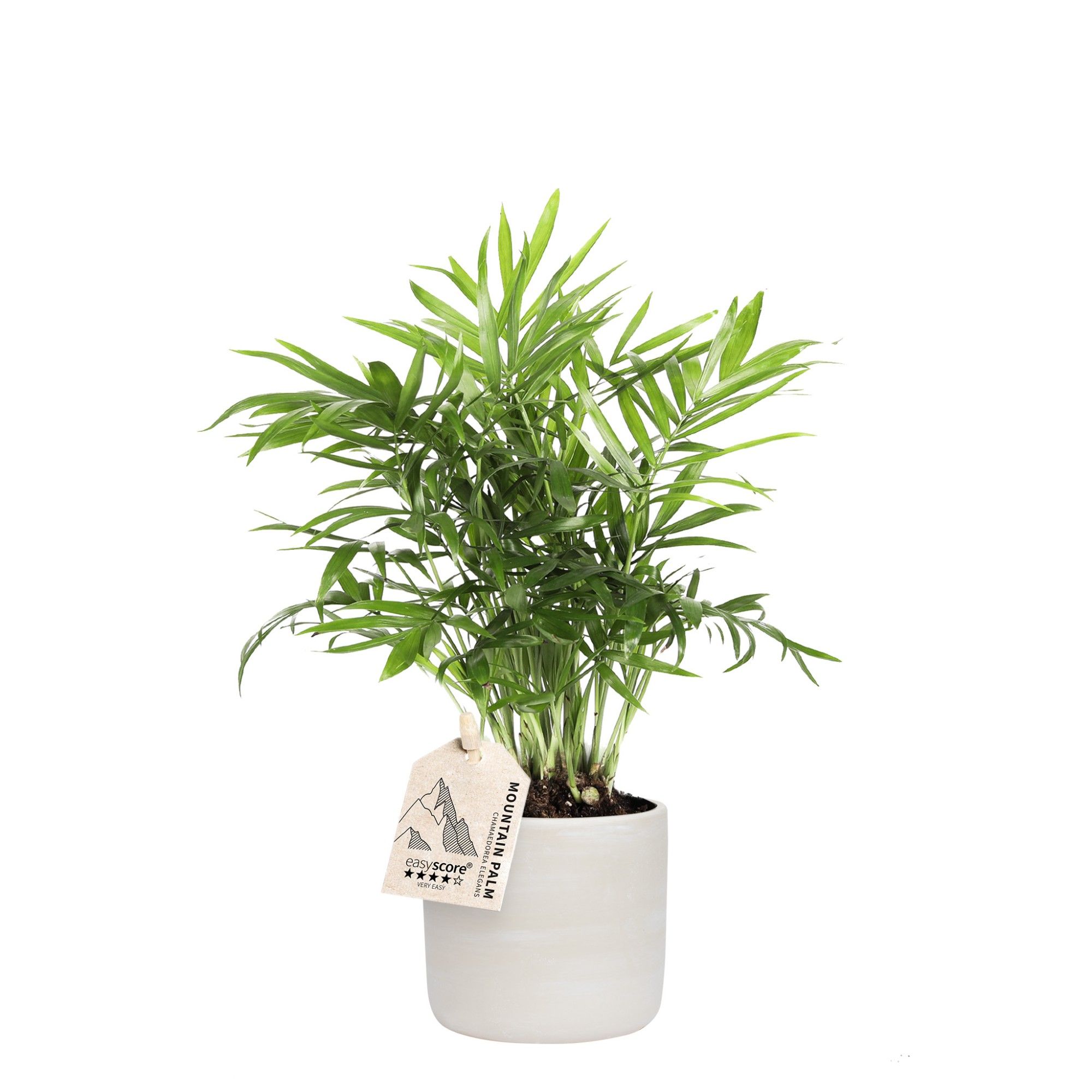 Raw Grey, Chamaedorea, D 10