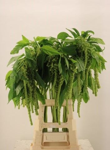 Амарантус Циклоп 80 (зел.), шт.