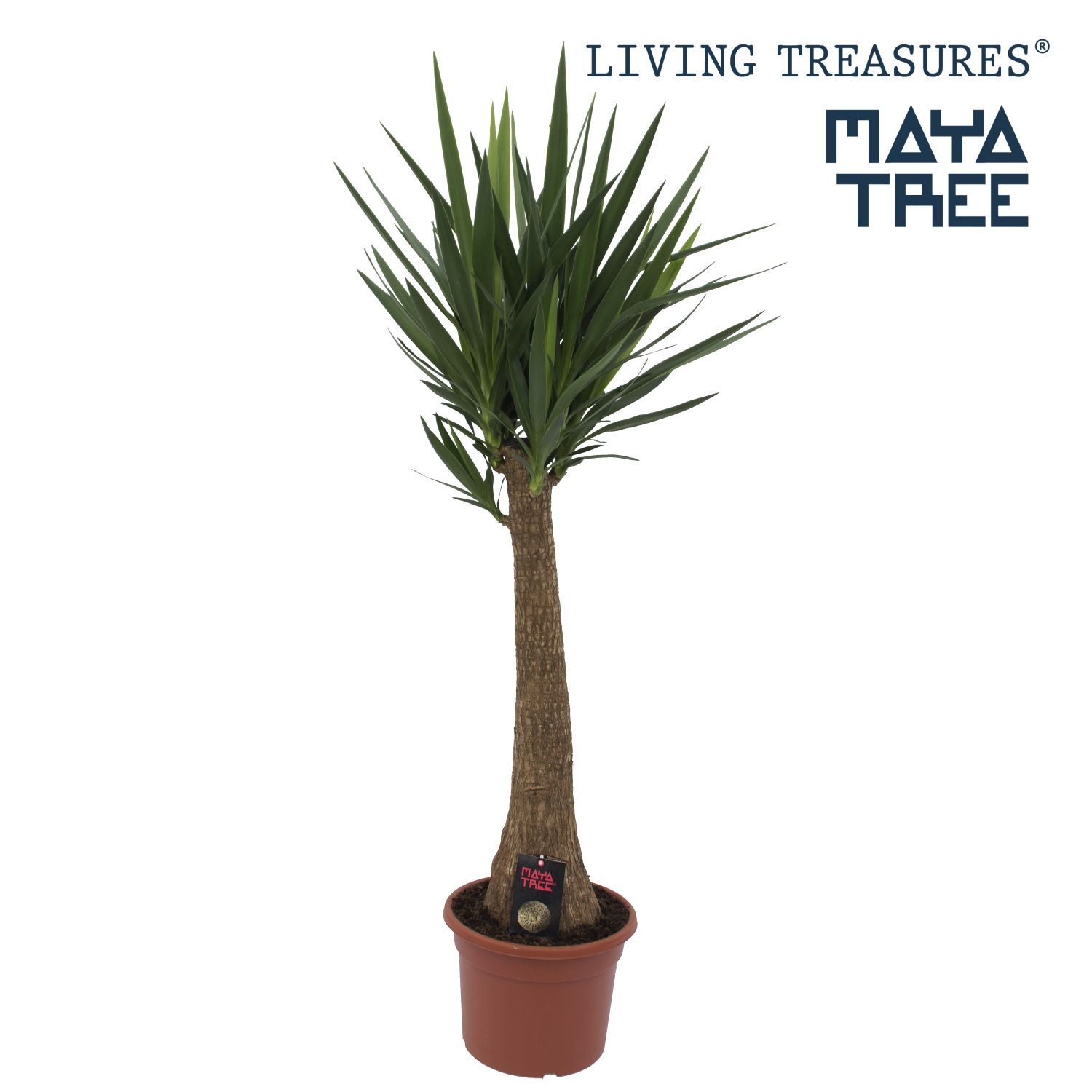 Yucca "Maya Tree" 90 stam P33, D 33