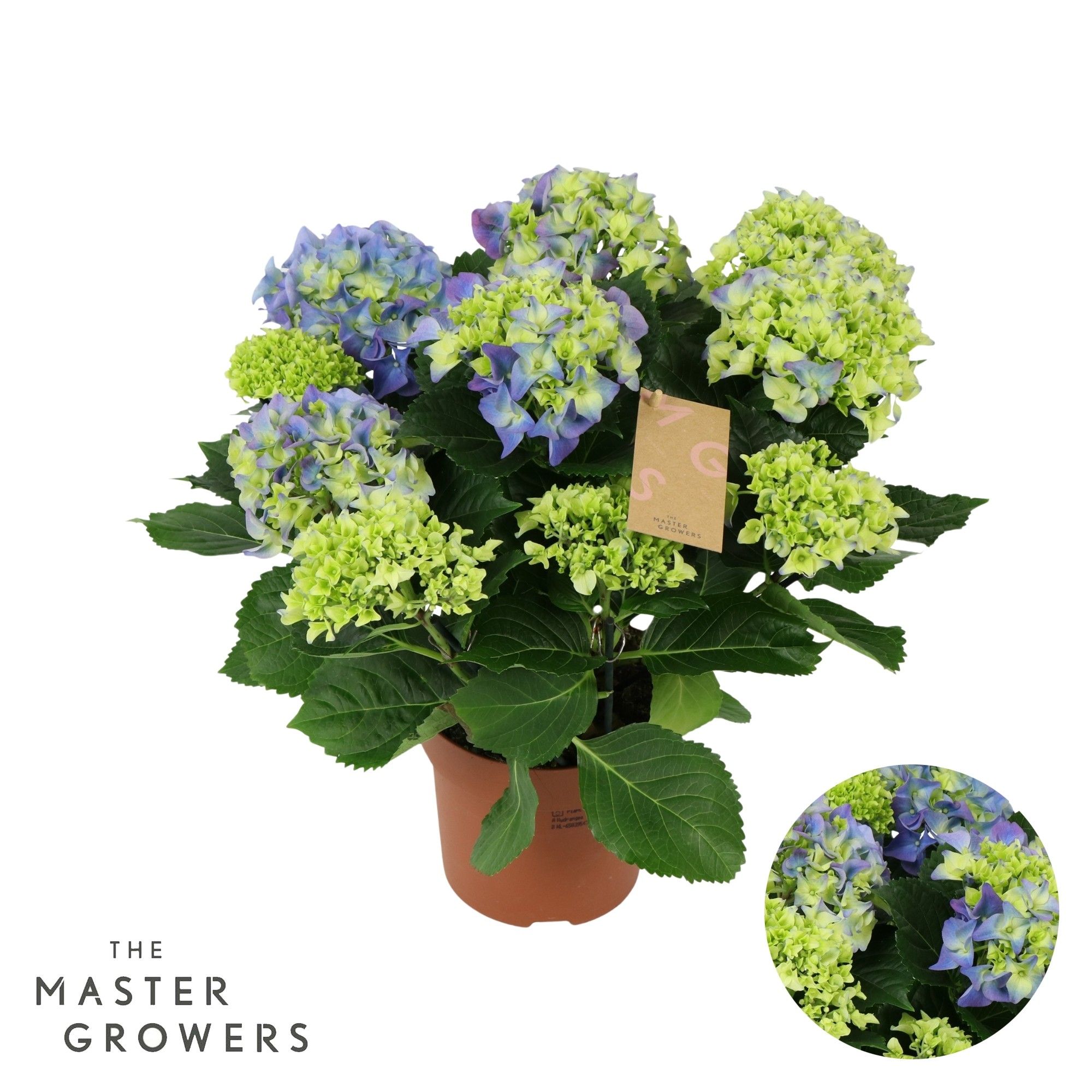 Hydrangea blue 9/10 flowers, D 14