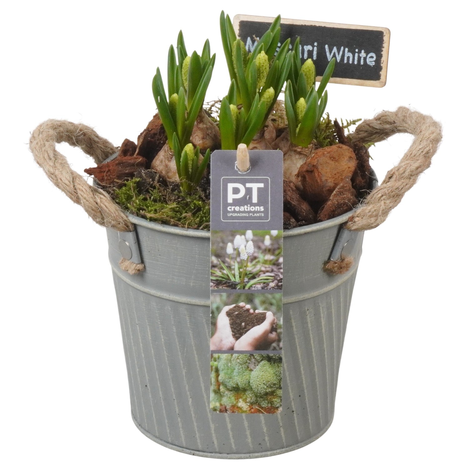 PTWMB8121 Arrangement Muscari White in metalen pot, D 13