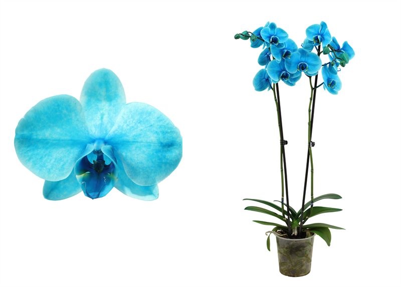 Phal I am Ocean Blue 2T18+ ( 2 lg/dc ), D 12 cm