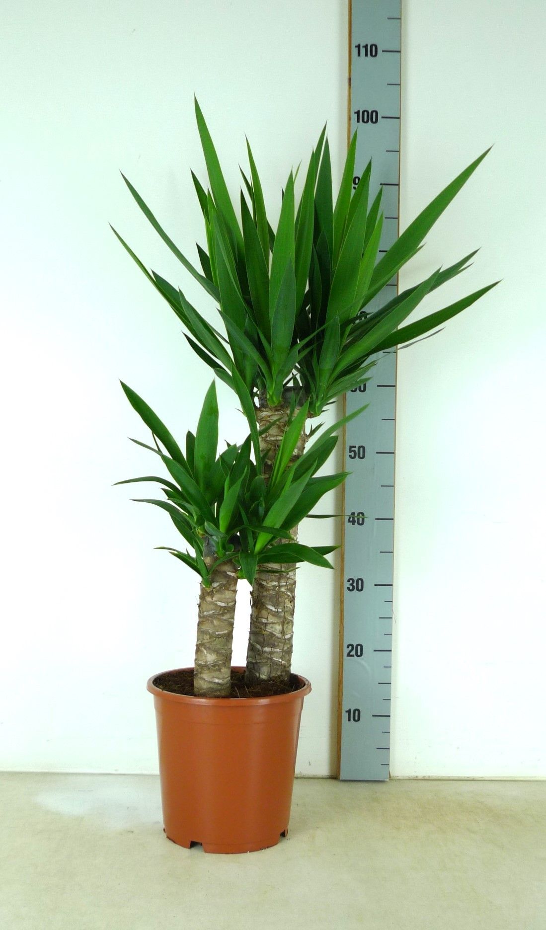 Yucca Elephantipes 60/30 P21cm, D 21
