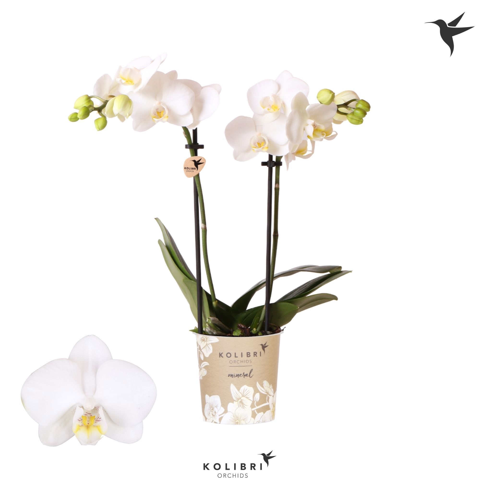 Kolibri Orchids Phalaenopsis Alaska 2 spike, D 9