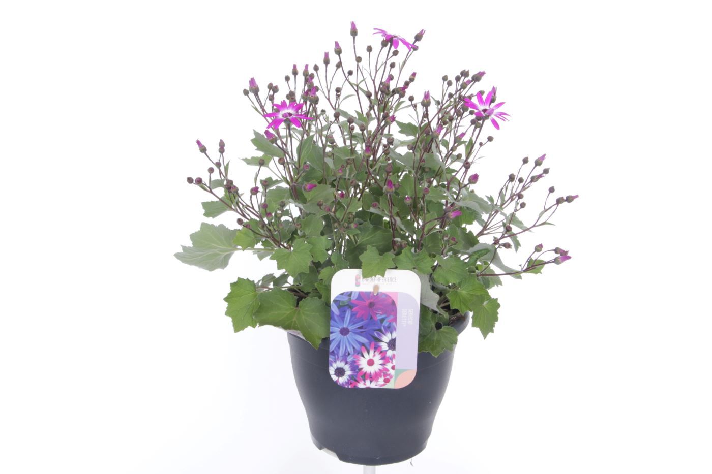 Pericallis Senetti Magenta Bicolor, D 23