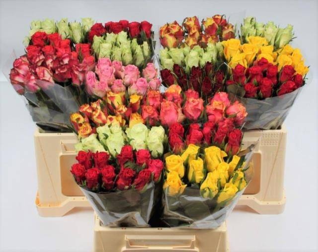 Роза од. KL Микс в баке 40, шт.