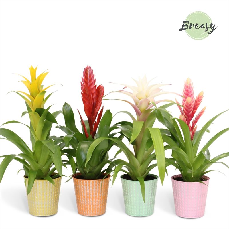 Bromelia Cupcake - 13cm in Orlando | Mimesis, D 12