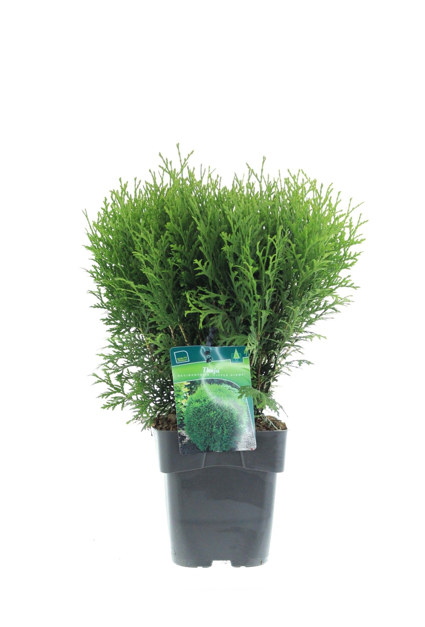 Thuja occidentalis 'Little Giant', D 17