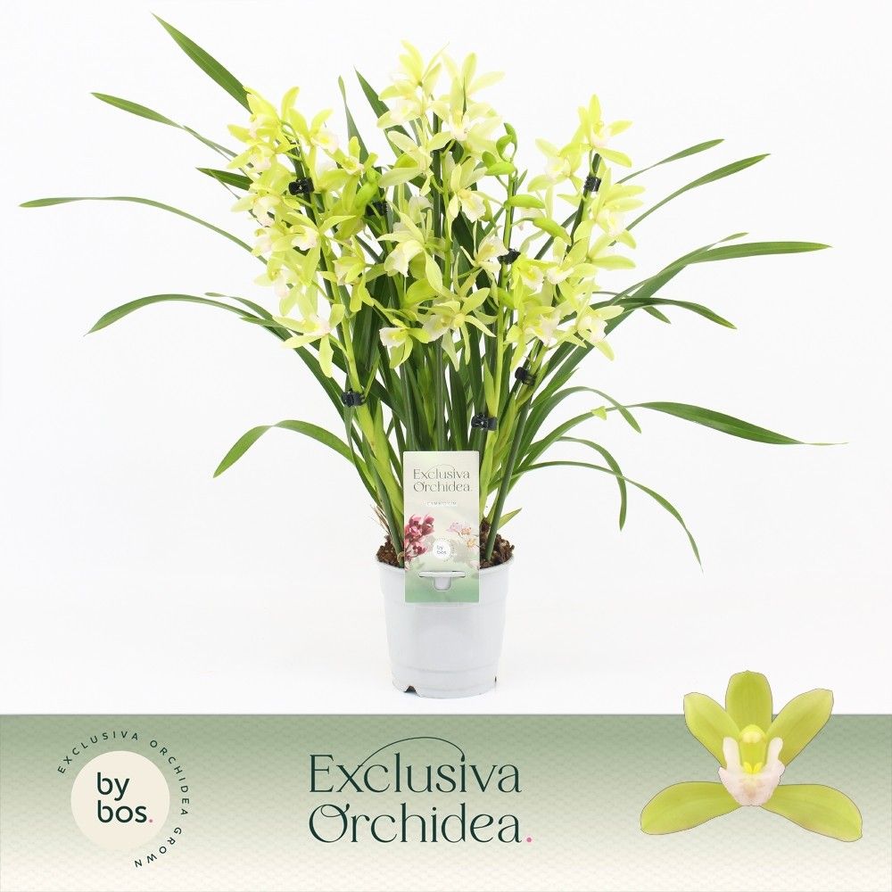 Cymbidium, Mint Source 5-spike 'Exclusiva Orchidea', D 12