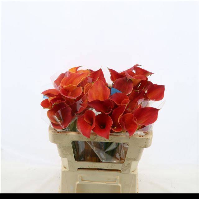 Калла Сансет Пэшн 55, шт.