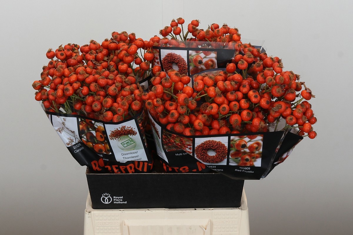 Рузботель Хипхоп Сансет 45, шт.