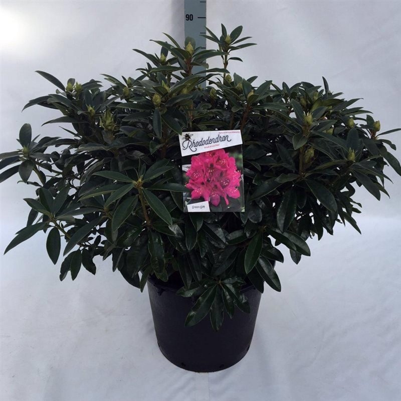 Rhododendron 'Anah Kruschke', D 45