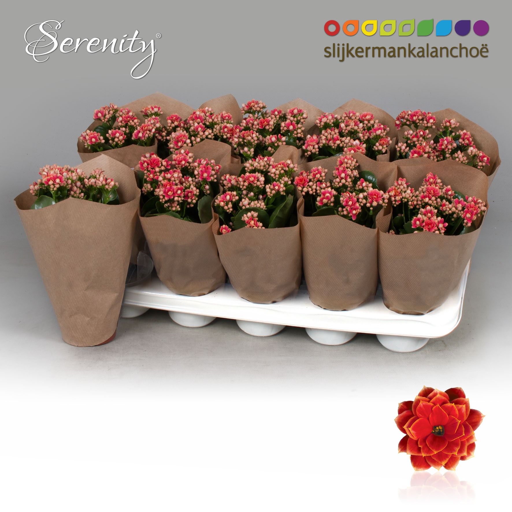 Kalanchoe Papersleeve - Serenity Red White, D 10,5