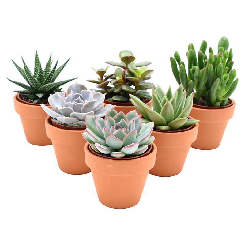Succulent in terracotta pot, D 7