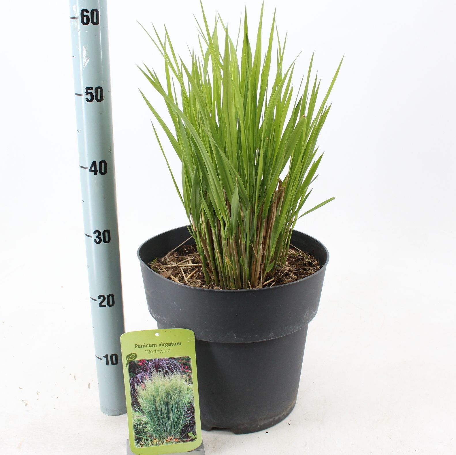 Panicum virgatum 'Northwind', D 29