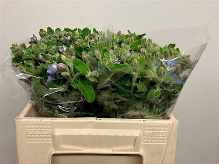 Оксипеталум Таниока Пьюр Блю 35 (голуб.), шт.