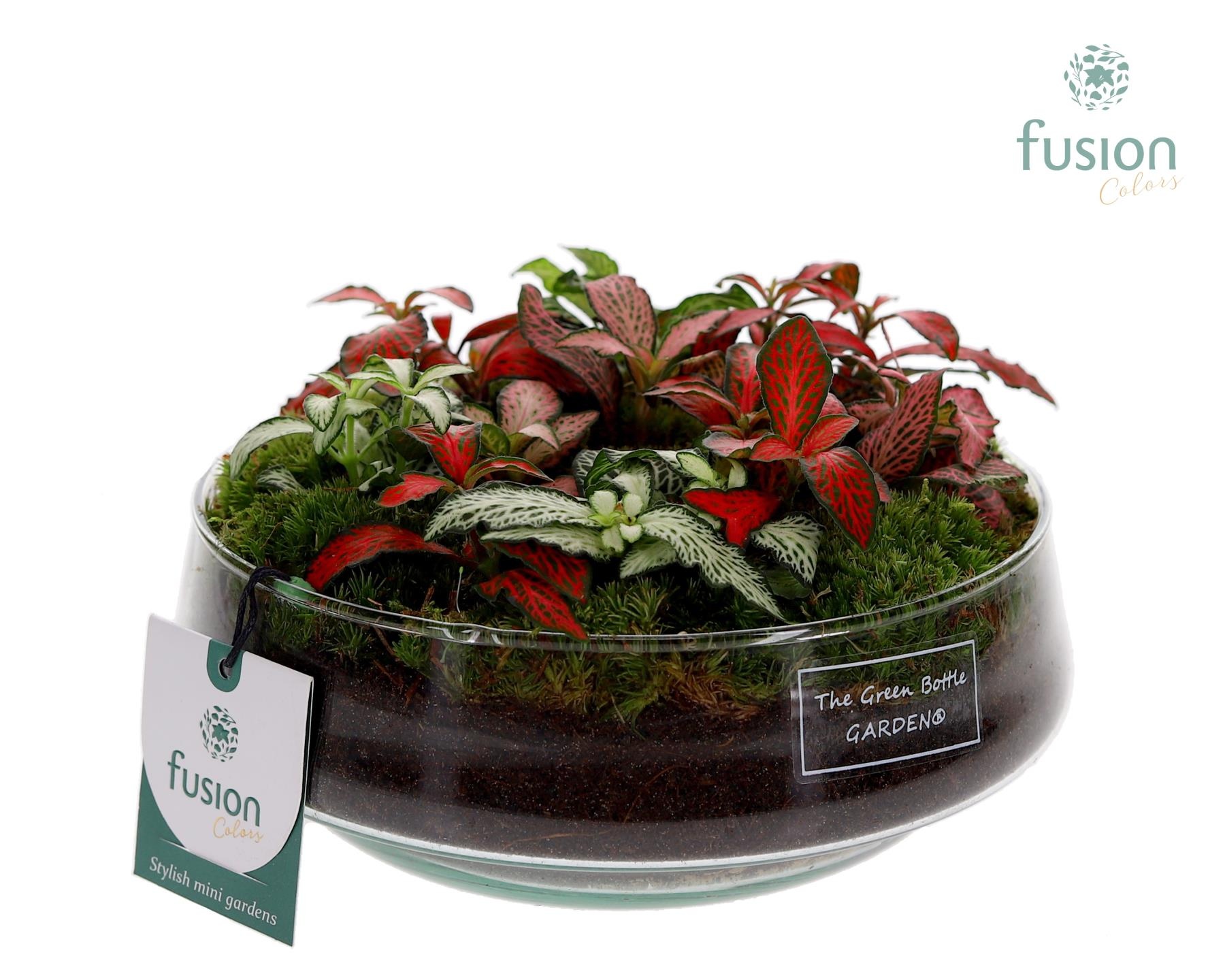 Green Bottle Iris Medium met Fittonia Arrangement, D 19