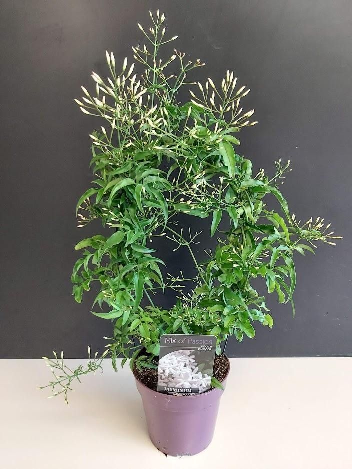 522 PLC : P12 Jasminum Polyanthum op boog +250 knop, D 12