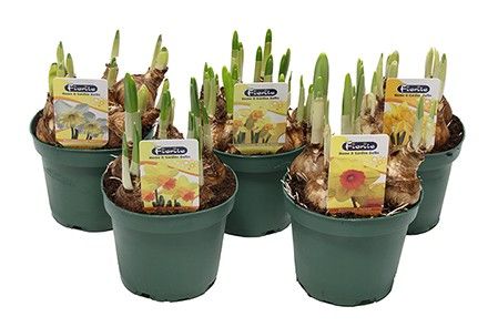 Narcis pot 12cm gemengd, D 12