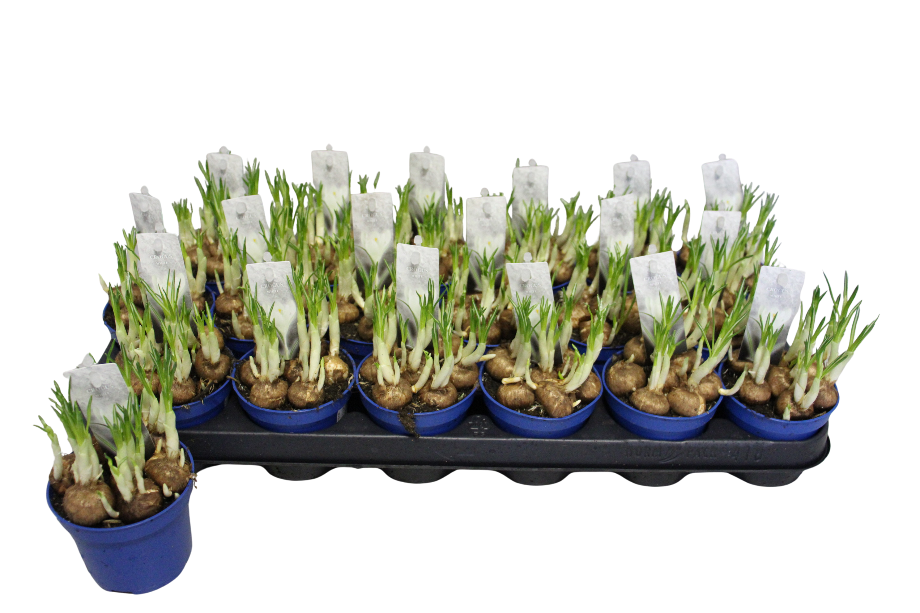 Crocus Jeanne d'Arc P9, D 9