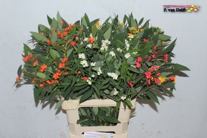 Эуфорбия куст. Микс 70, шт.