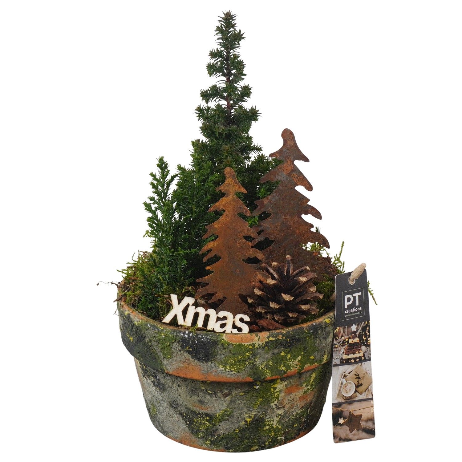 PTCWW6930 Arrangement Winter in terracotta schaal, D 15 cm