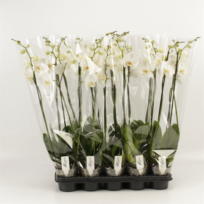 Phalaenopsis overig wit 2 tak Wit 16+, D 12