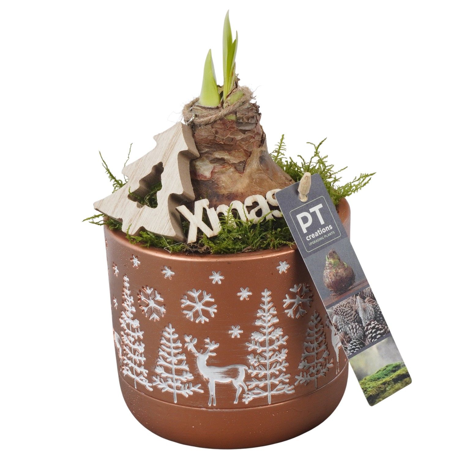 PTACH5850 Arrangement Amaryllis Christmas in beton pot, D 12 cm PTACH5850 Arrangement Amaryllis Christmas in beton pot, D 12 cm