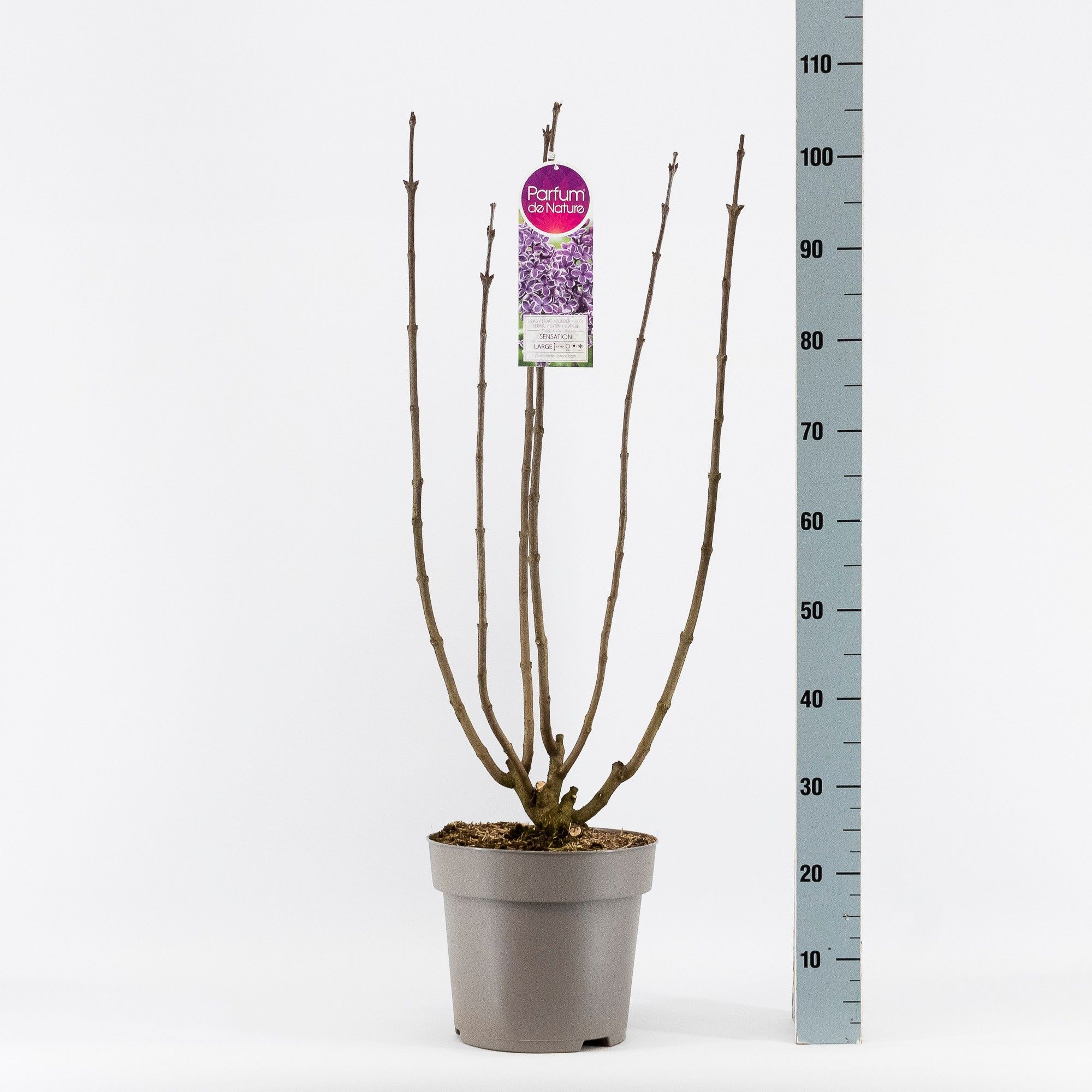 Syringa vul. Sensation, 2-jarig, C10 Solitair, D 27