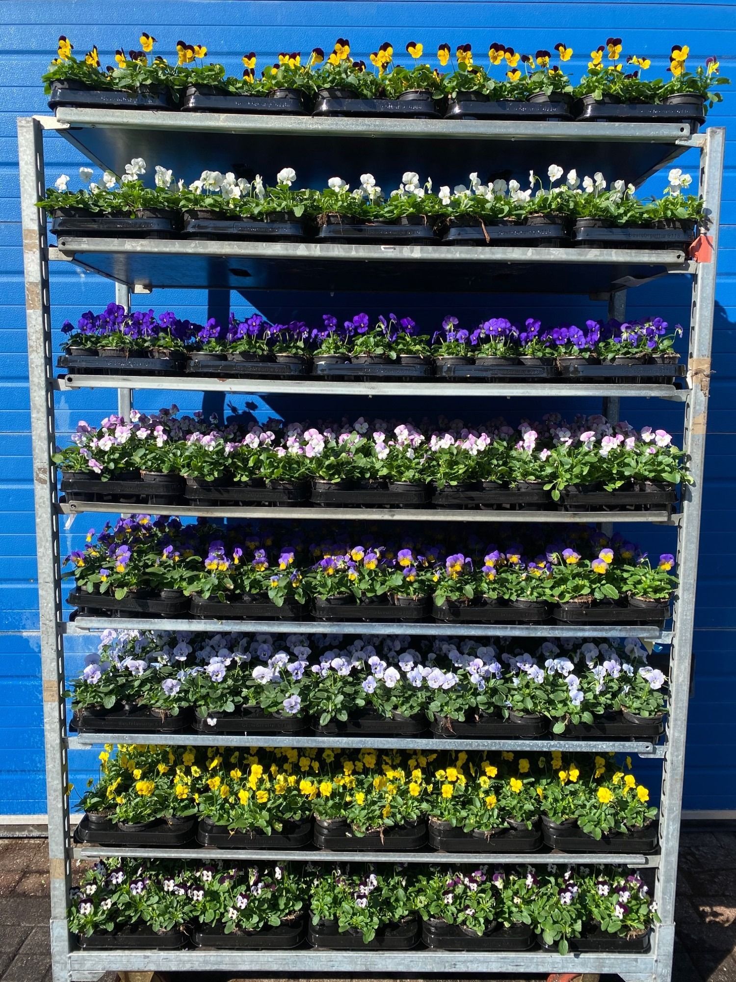 Viola cornuta mixkar 9cm, D 9