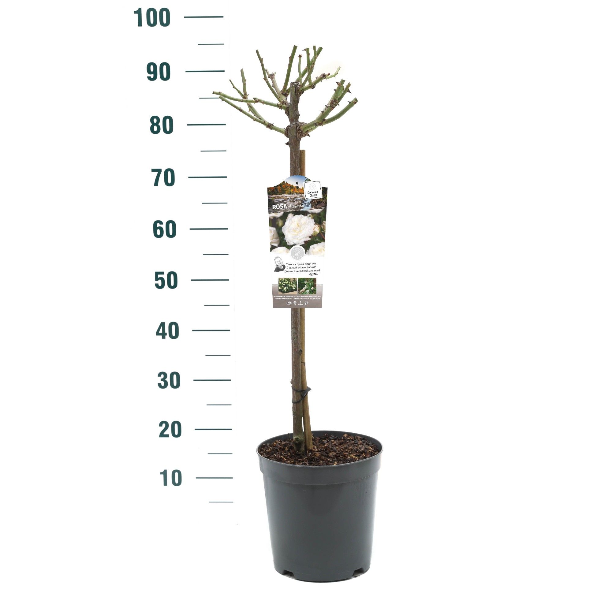 Rosa 'Alabaster' - 60 Stam - Exclusive Collection, D 24