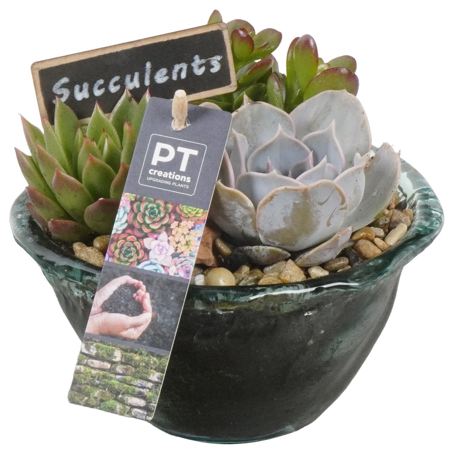 PTSU8424 Arrangement Succulenten in glazen schaaltje, D 15