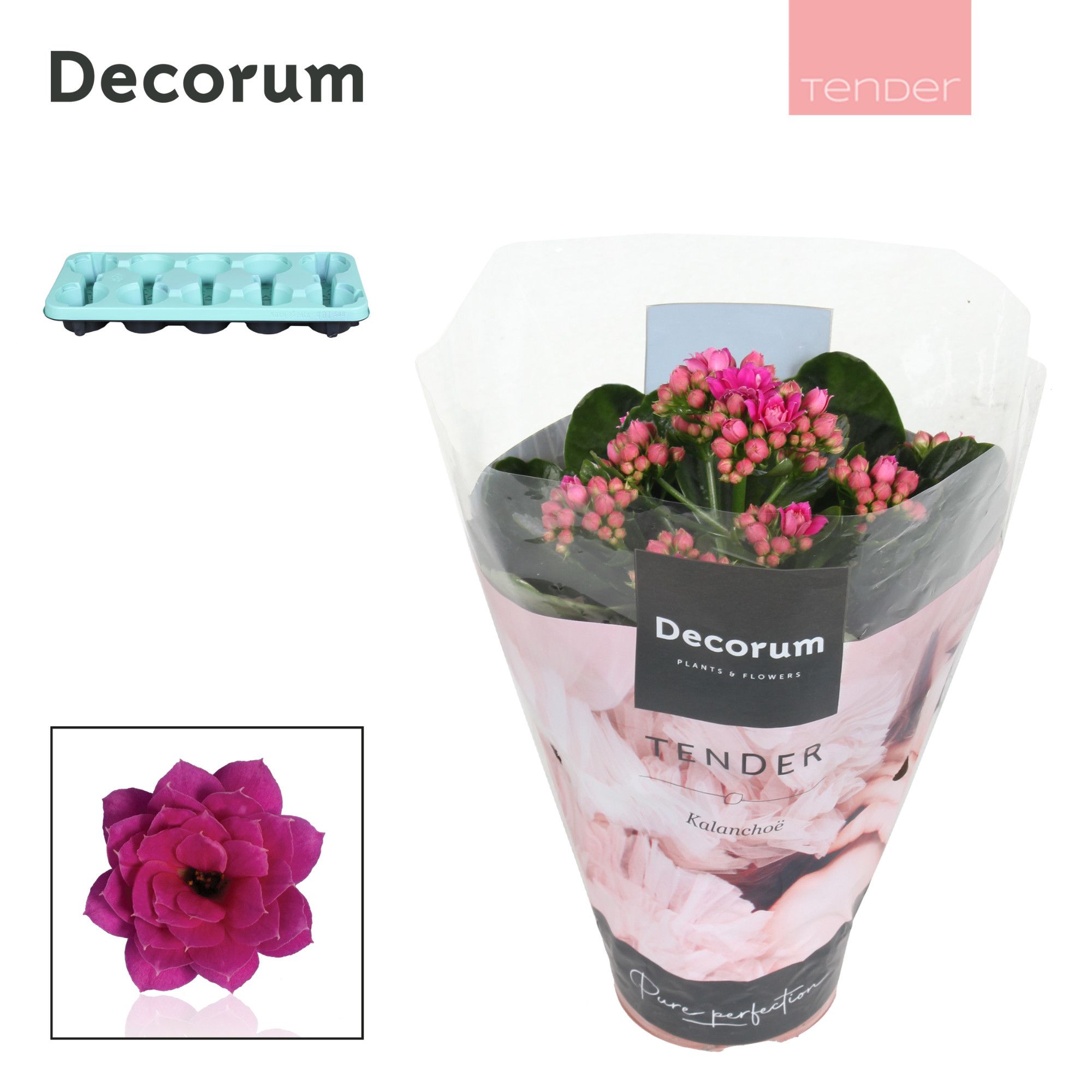 Kalanchoe Decorum TENDER - Serenity Purple, D 10,5 cm Kalanchoe Decorum TENDER - Serenity Purple, D 10,5 cm