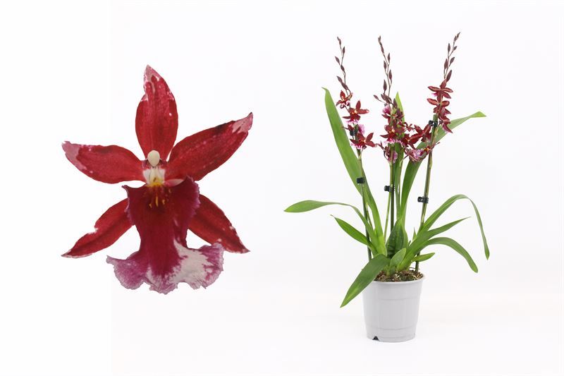 Barrocco Red 3-4T27+ regular, D 12