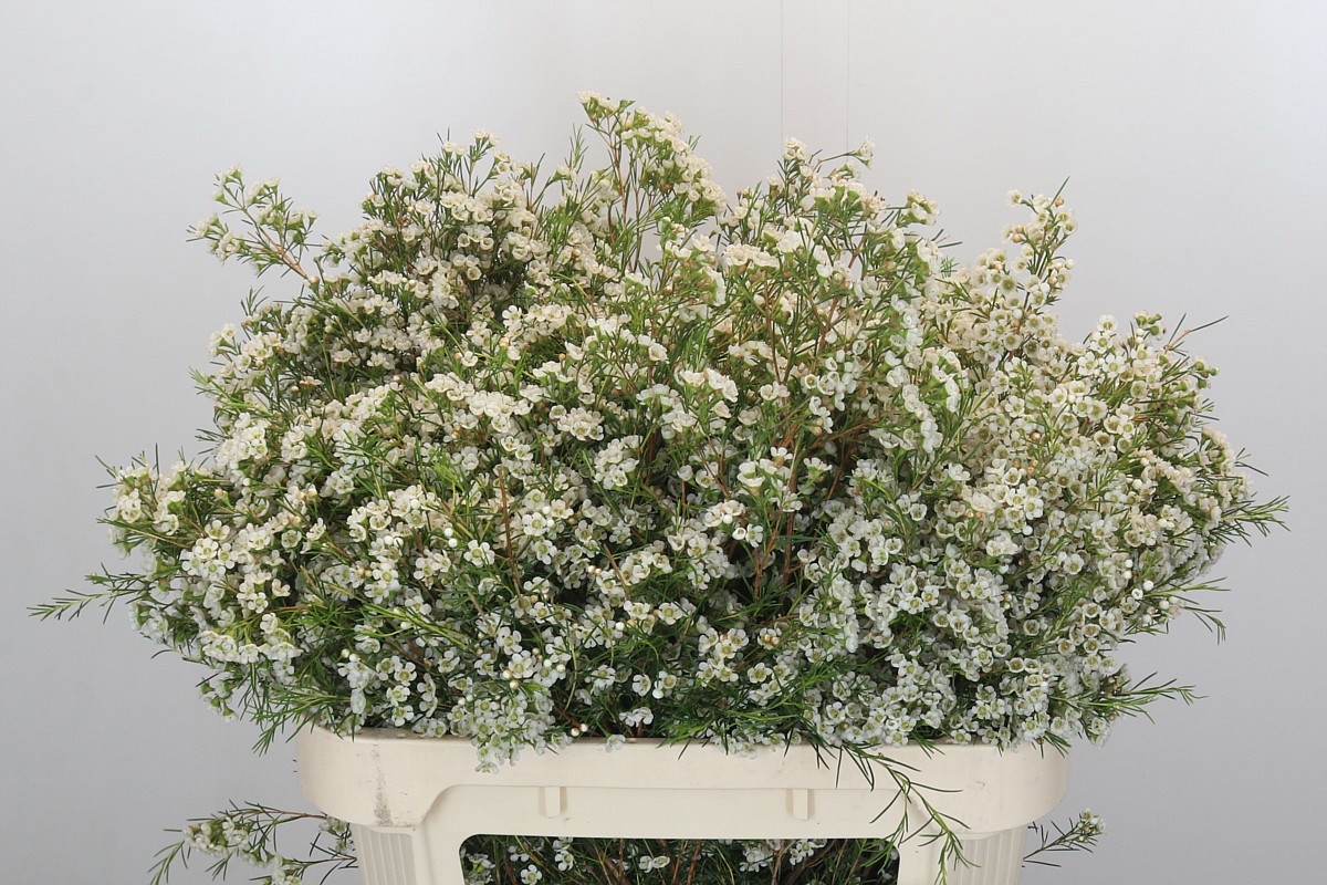 Шамелациум Близзард 70, шт.