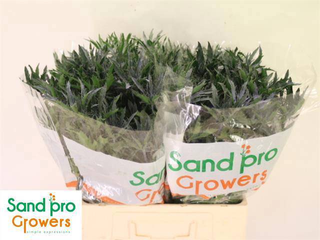 Эрингиум Блю Стар 60, шт.