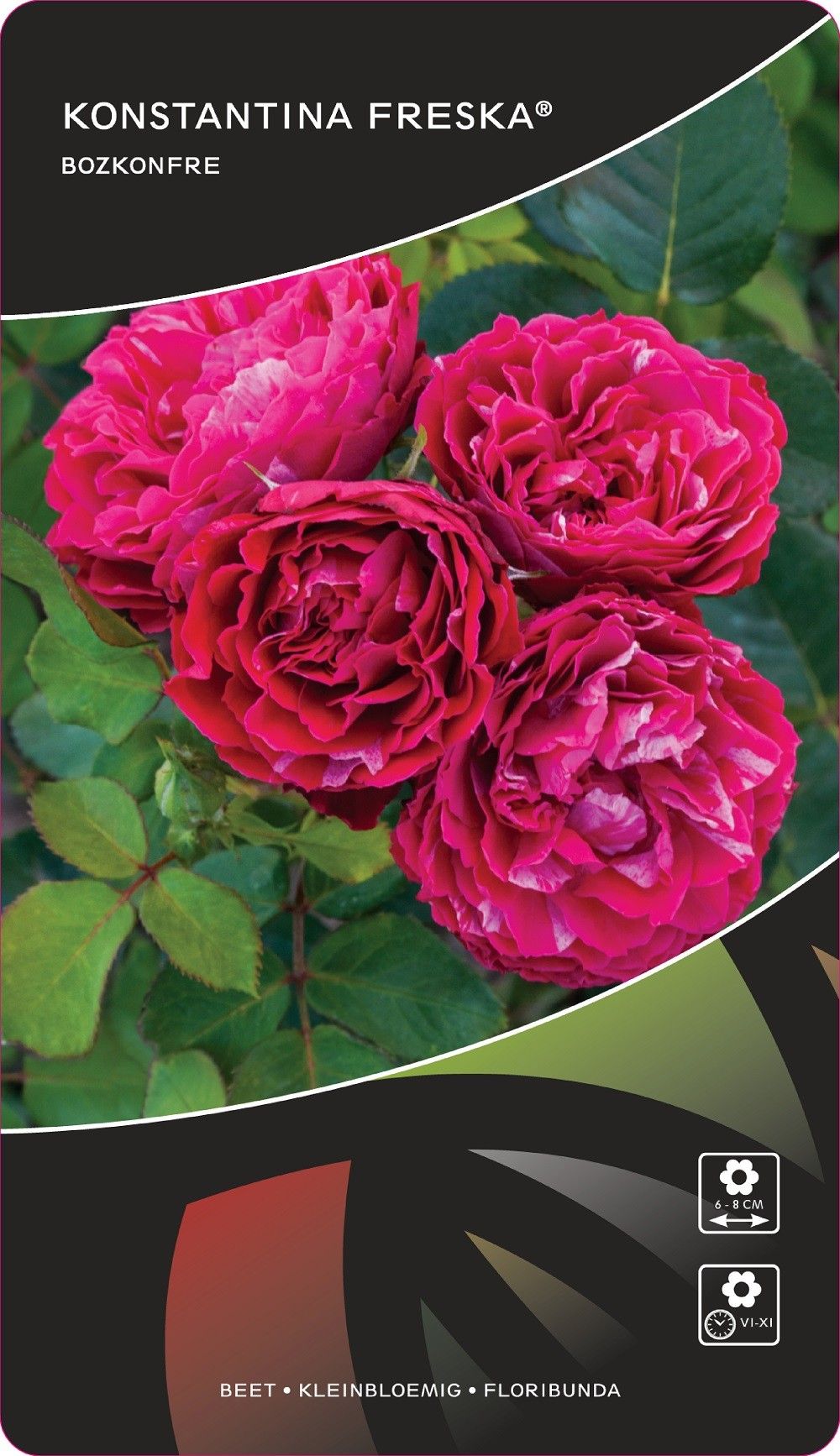 Rosa (F) Konstantina™Freska®, D 17