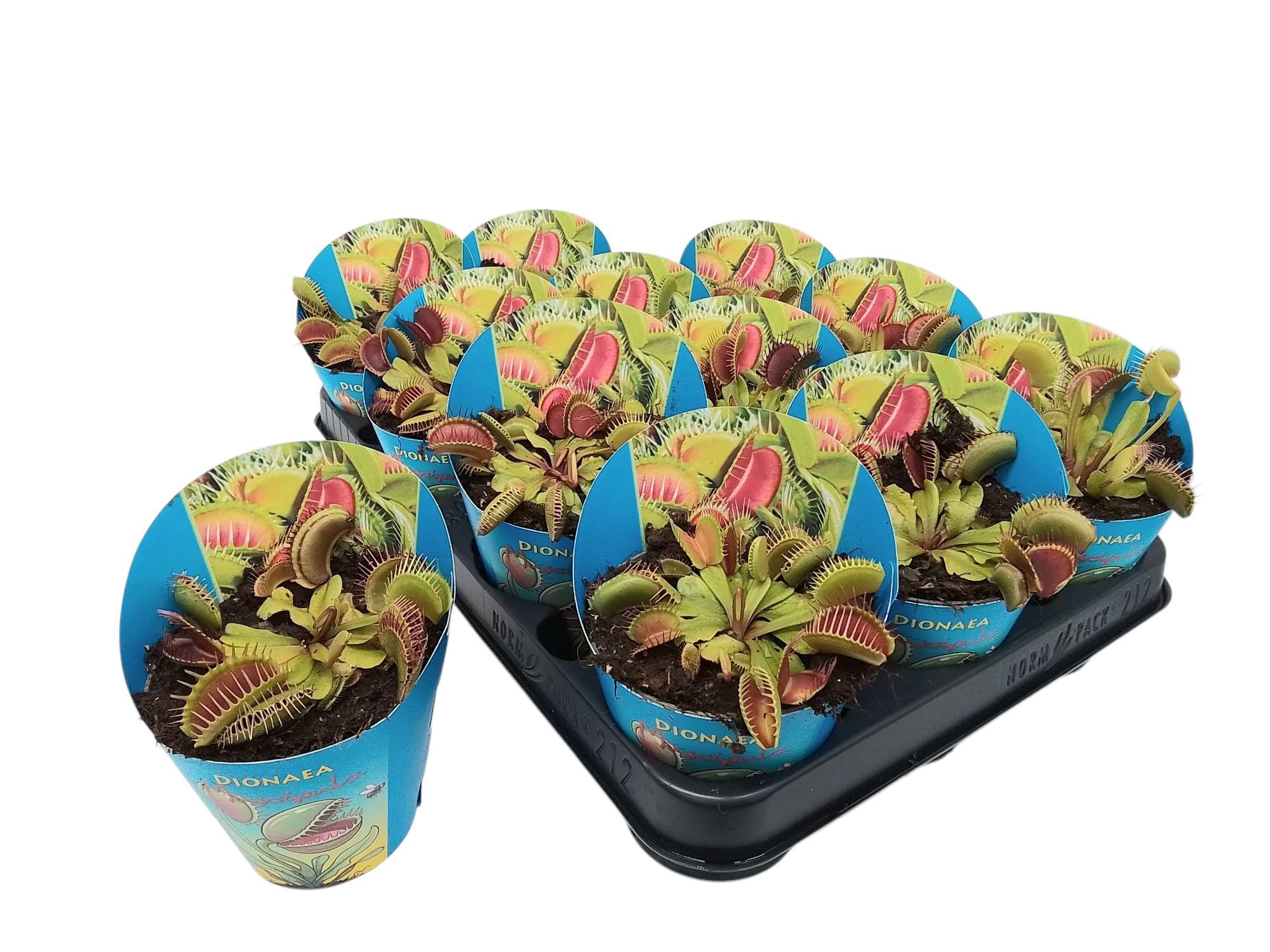 Dionaea muscipula in potcover, D 9 cm Dionaea muscipula in potcover, D 9 cm