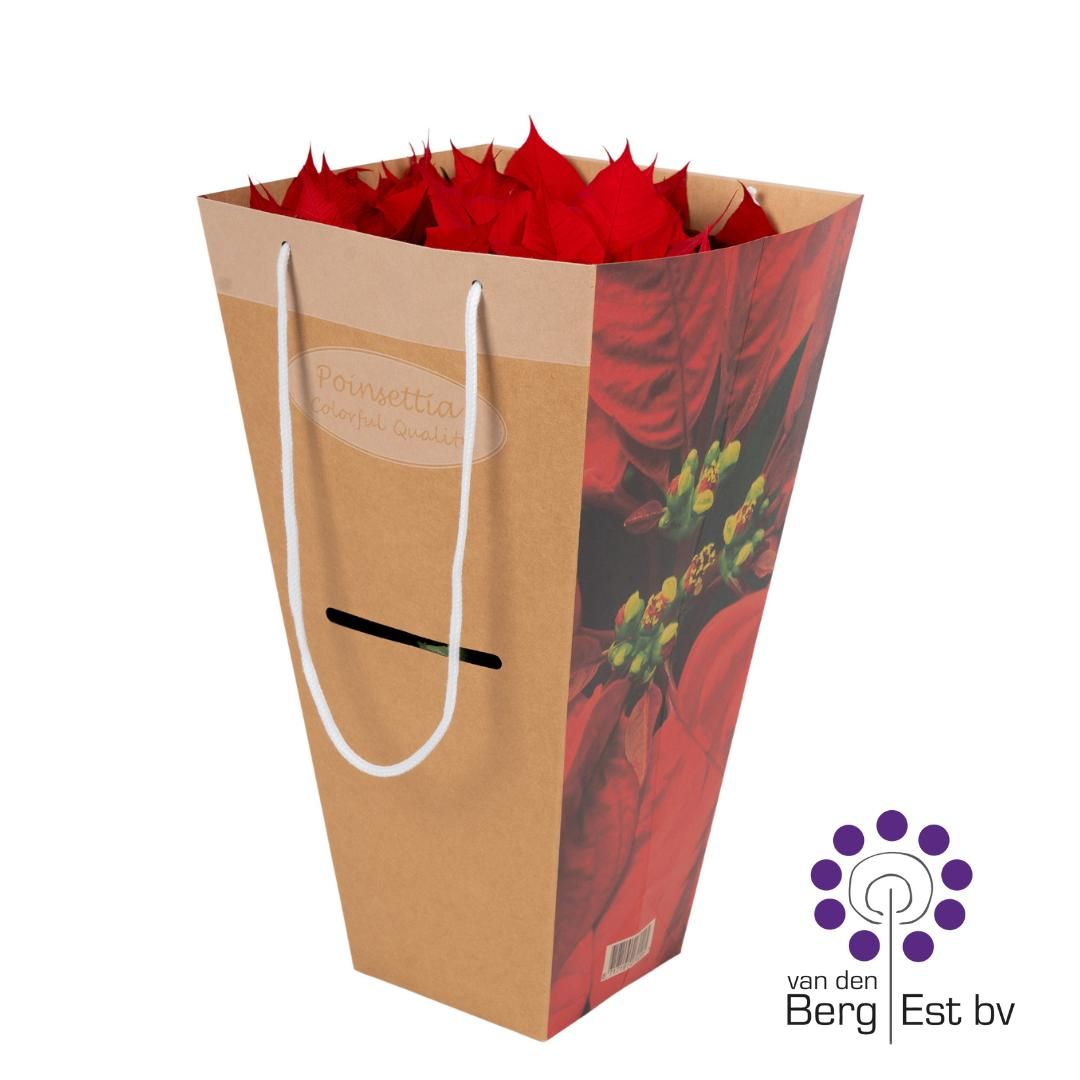 Euphorbia Pulcherrima (Poinsettia) Rood in luxe tas 17 CM, D 17 cm