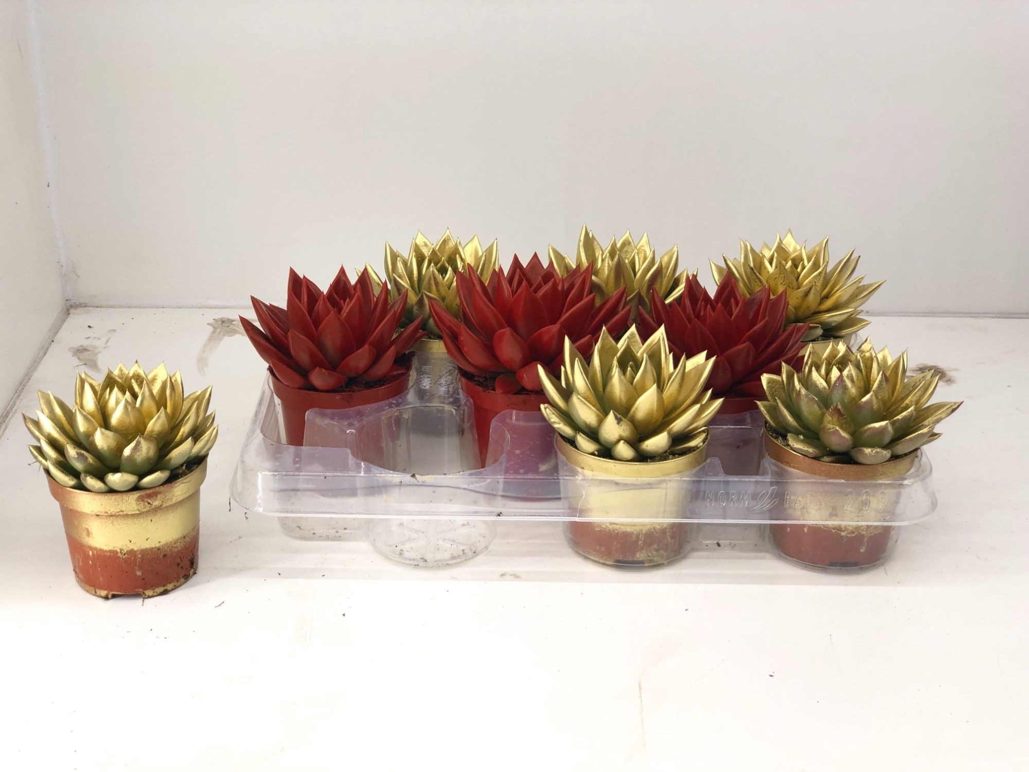 TDM P9 : Echeveria Agavoides P9 gekleurd (rood, goud, zilver), D 9
