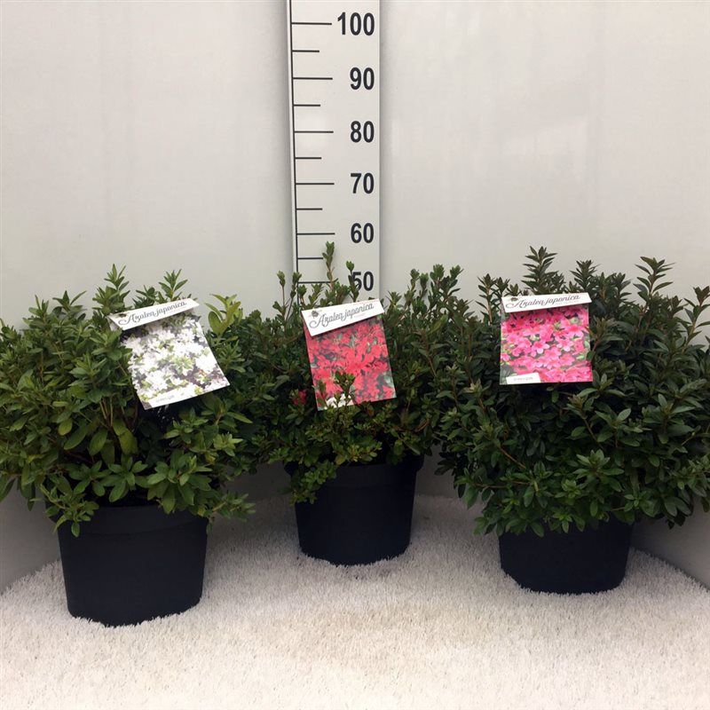 Rhodo. (AJ) in mix soorten, D 29