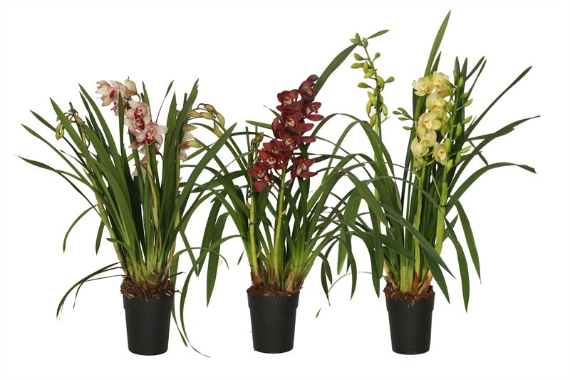 Cymbidium p14 mix 3T, D 14 cm