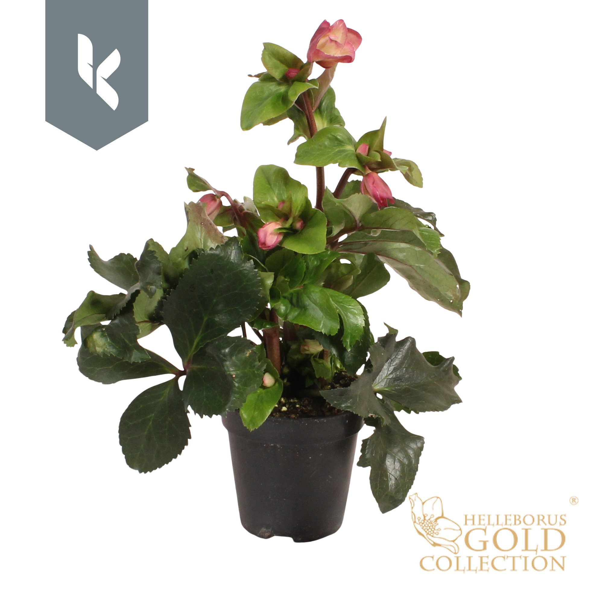 HGC Helleborus Ice N Roses Early Rose, D 13 cm