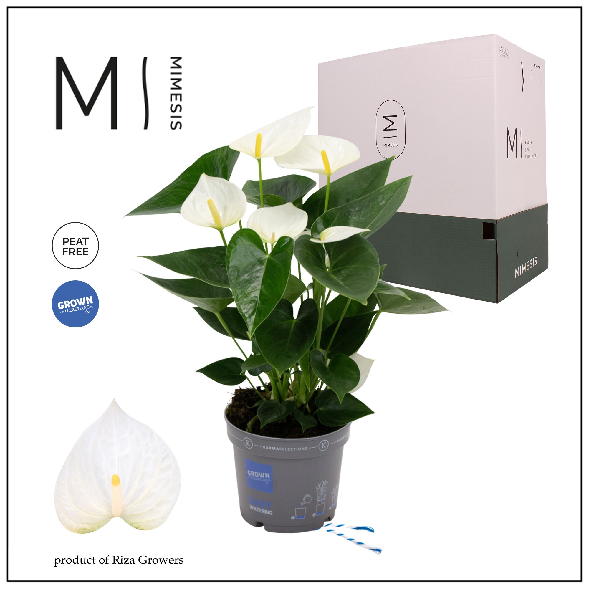 Mimesis Anthurium KARMA White - 12cm, D 12 cm