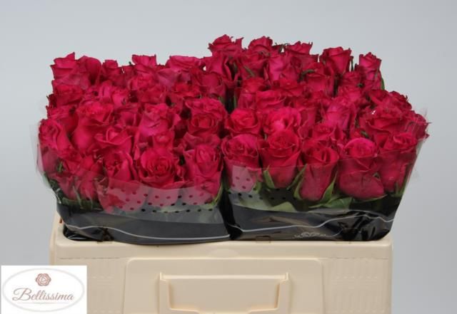 Роза од. Эвер Пинк 50, шт.