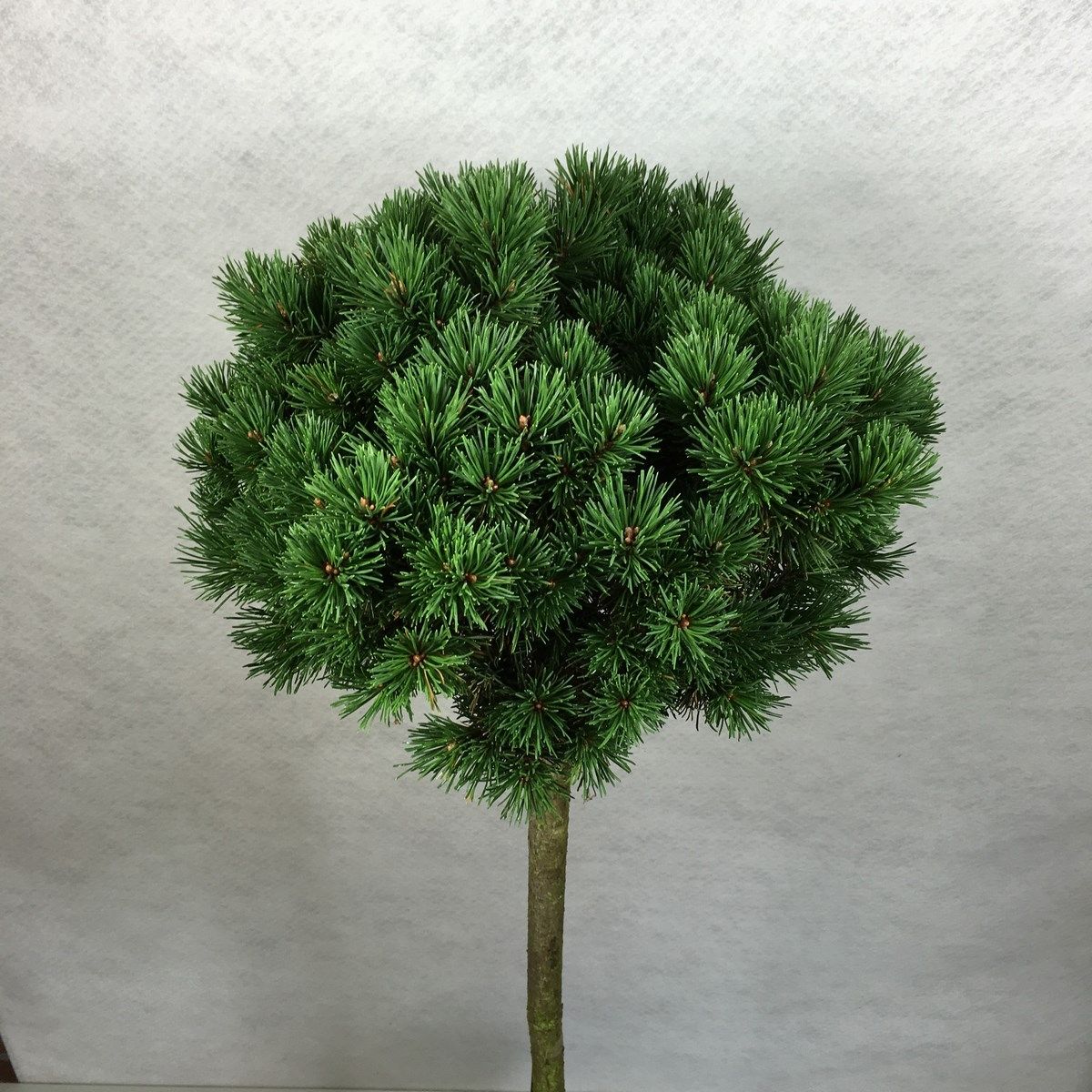 Pinus mugo 'Mops', D 26