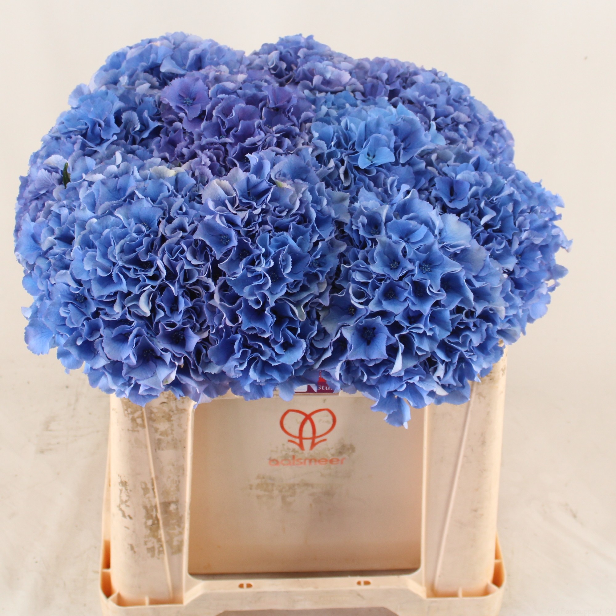 Гортензия Роял Парад 50, шт.