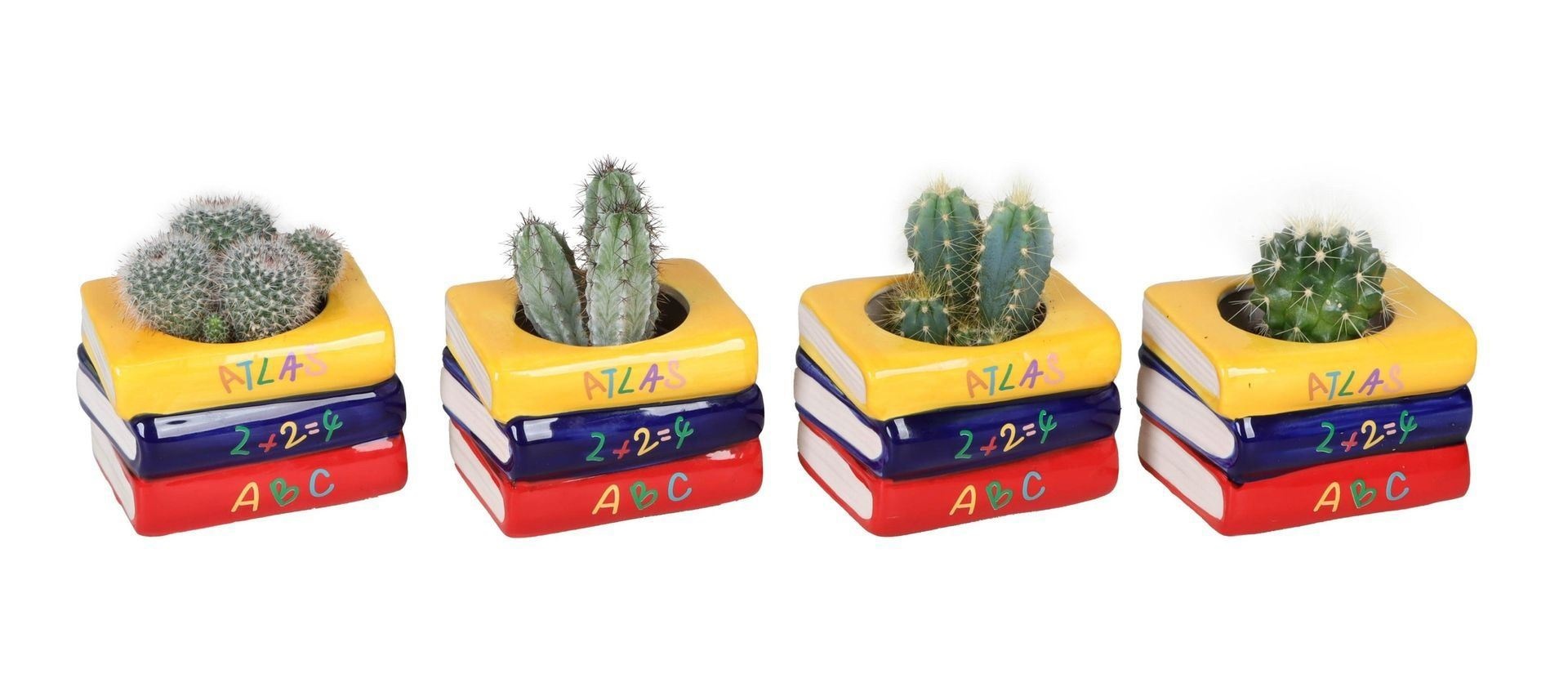 L 66586 with Cactus Mix 6 cm, D 6